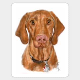 Young Handsome Vizsla Puppy Digital Art Sticker